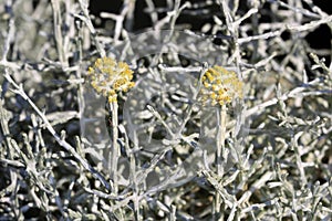 Small yellow flowers of Calocephalus brownii photo