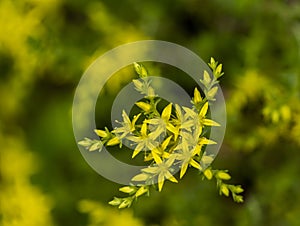 Small, yellow flowers