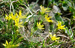 Small yellow flowers of Gagea minima. Spring sunny day photo