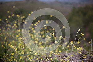 Small yellow flowers on green background