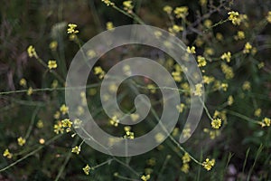 Small yellow flowers on green background in the countryside