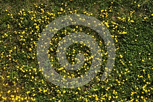 Small yellow flowers and green grass. dandelions, top view.