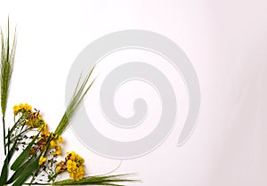 Small yellow flowers and green wheat heads on white background