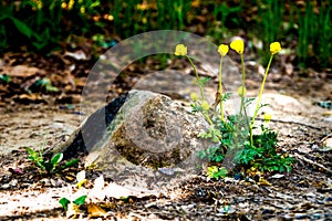 Small yellow flowers next to a stone photo