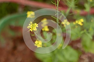 Small garden flowers photo