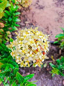 Small yellow flowers road side