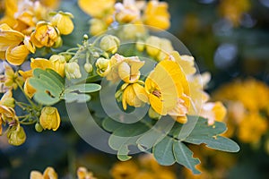 Small yellow flowers senna polyphylla desert cassia