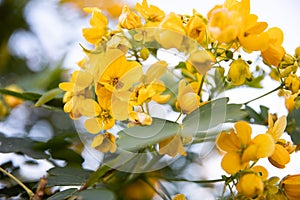 Small yellow flowers senna polyphylla desert cassia