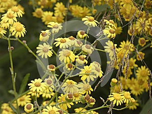 Small yellow flowers in spring