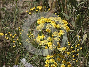 Small yellow flowers in spring