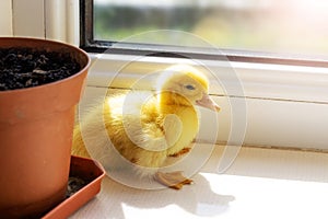 A small yellow fluffy duckling on the windowsill near the window