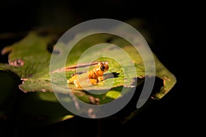 Small Yellow Frog