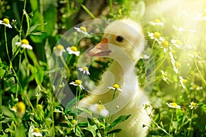 Small yellow gosling in flowers daisy