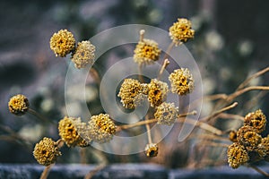 Small, yellow, half-dried santolina flowers