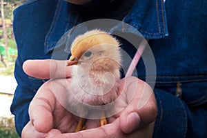 Small yellow head new born white chick