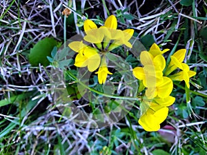 Small Yellow Horseshoe Vetch