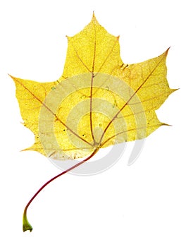 Small yellow leaf
