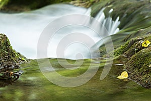 Small yellow leaf on flowing river in the forest
