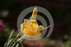 Small Yellow Lily Bloom and Bud Sidelit by Sun