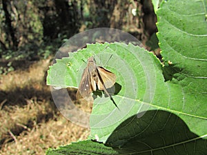 A small yellow moth sitting
