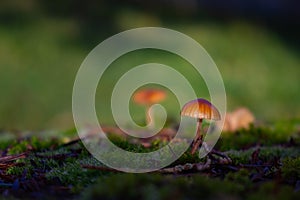 Small yellow mushroom growing on moss, HYGROCYBE CERACEA