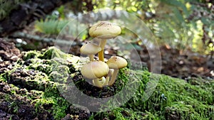 Small yellow mushrooms