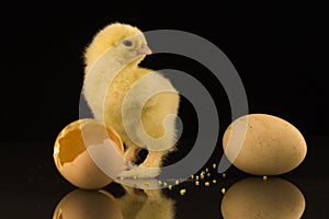 A small yellow newborn chicken with shaggy paws looks at the egg in anticipation of hatching another chick. Black