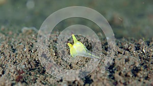 Small yellow nudibranch crawling