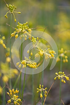 Small yellow onion Allium flavum, field of flowering plants