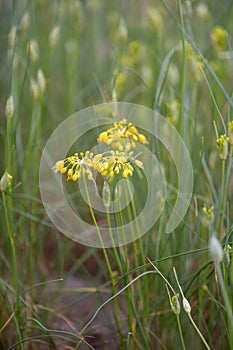Small yellow onion Allium flavum, flowering plant in meadow