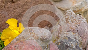 Small yellow pansies blooming among the stones.