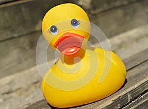 Small yellow plastic duck