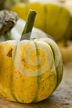 Small Yellow Pumpkin