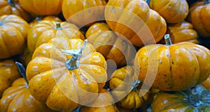 Small yellow pumpkins stacked together
