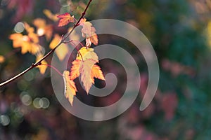 Small yellow and red autumn leaves on single branch with autumn colors in background