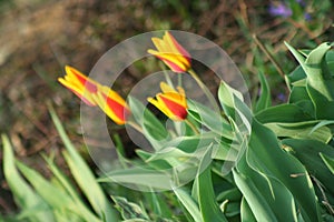 Small yellow red tulips inthe garden