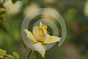 Small yellow rose in a green blurred background photo