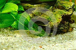 Small yellow shrimp in an aquarium, close-up