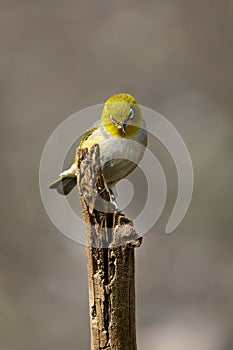 Small yellow silvereye bird perched on a branch of a tree
