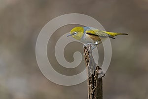 Small yellow silvereye bird perched on a branch of a tree