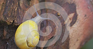 Small yellow snail crawling on the tree