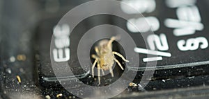 Small yellow spider on a dusty and dirty laptop keyboard