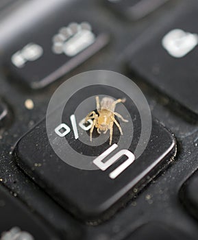 Small yellow spider on a dusty and dirty laptop keyboard