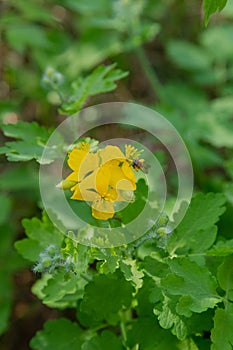 Small, yellow spring flowers in the mountains. Vesennik or Eranthis hyemalis near the river. The first spring flowers