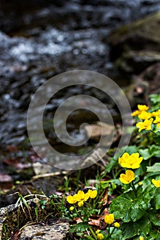 Small, yellow spring flowers in the mountains.
