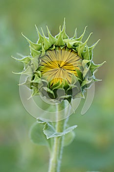 Small yellow sunflower with closed petals and green leaves