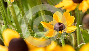 Small yellow sunflower flower in the wind.