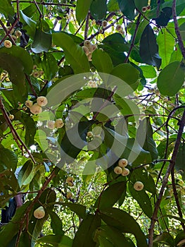 Small yellow Syzygium samarangense, rose apples, on a tree. Bottom view