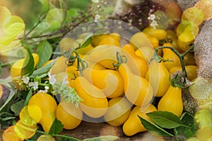 Small yellow tomatoes over wooden background. Closeup image  of yellow pear tomatoes