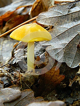A small yellow umbrella from an oak forest